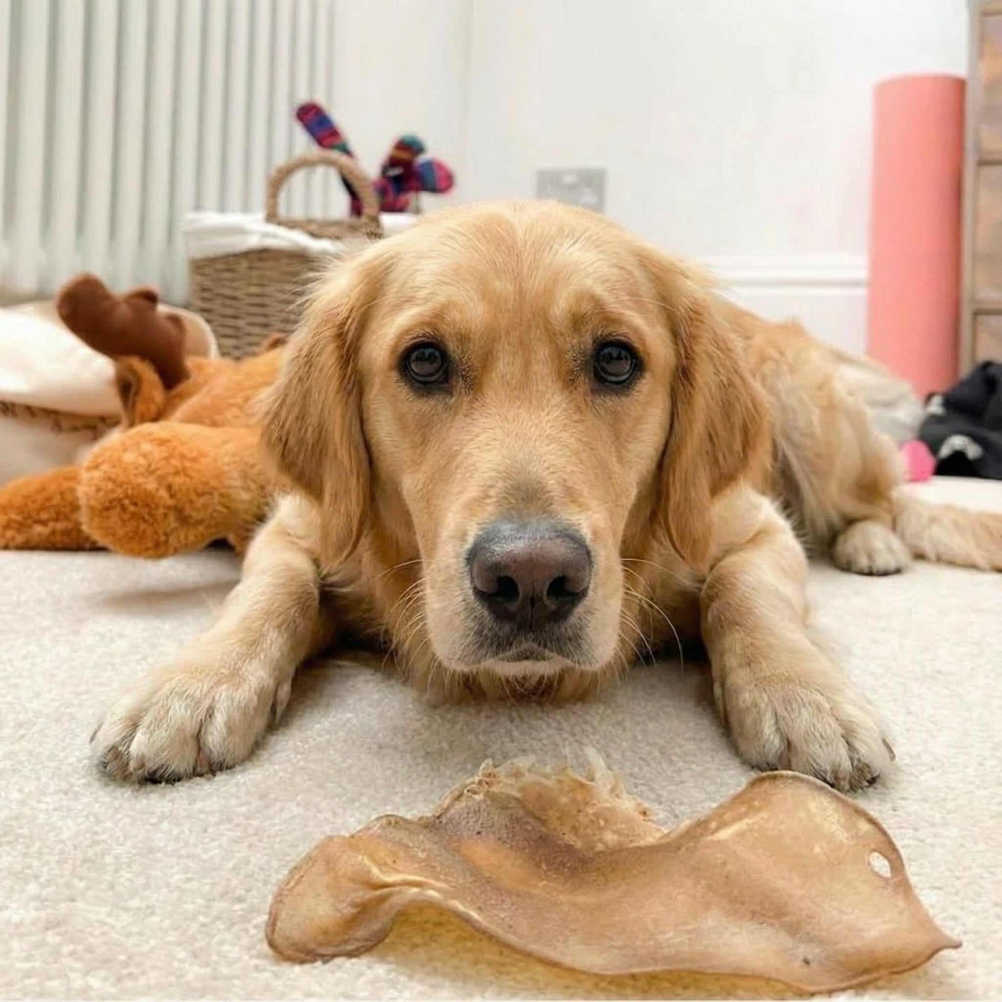 Buffalo Ears - Dog Treats-3