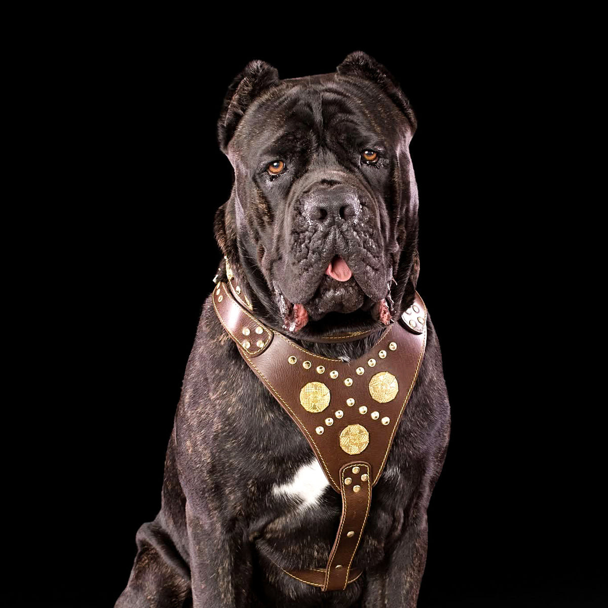 The "Maximus" brown harness-2