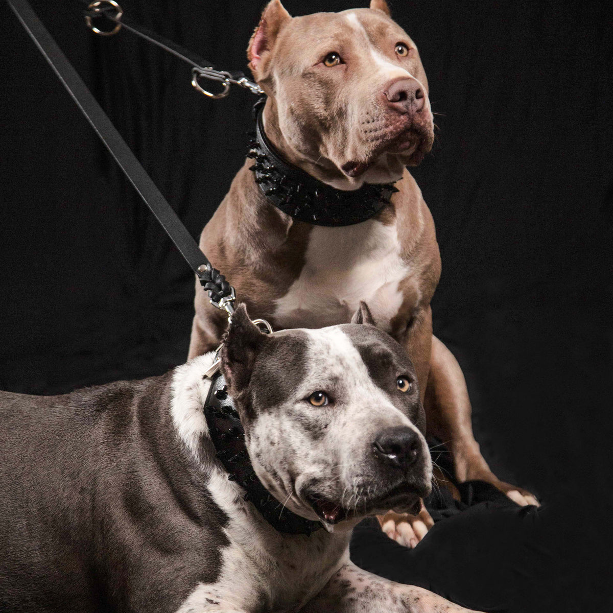 The Bestia multi purpose Police leash-4