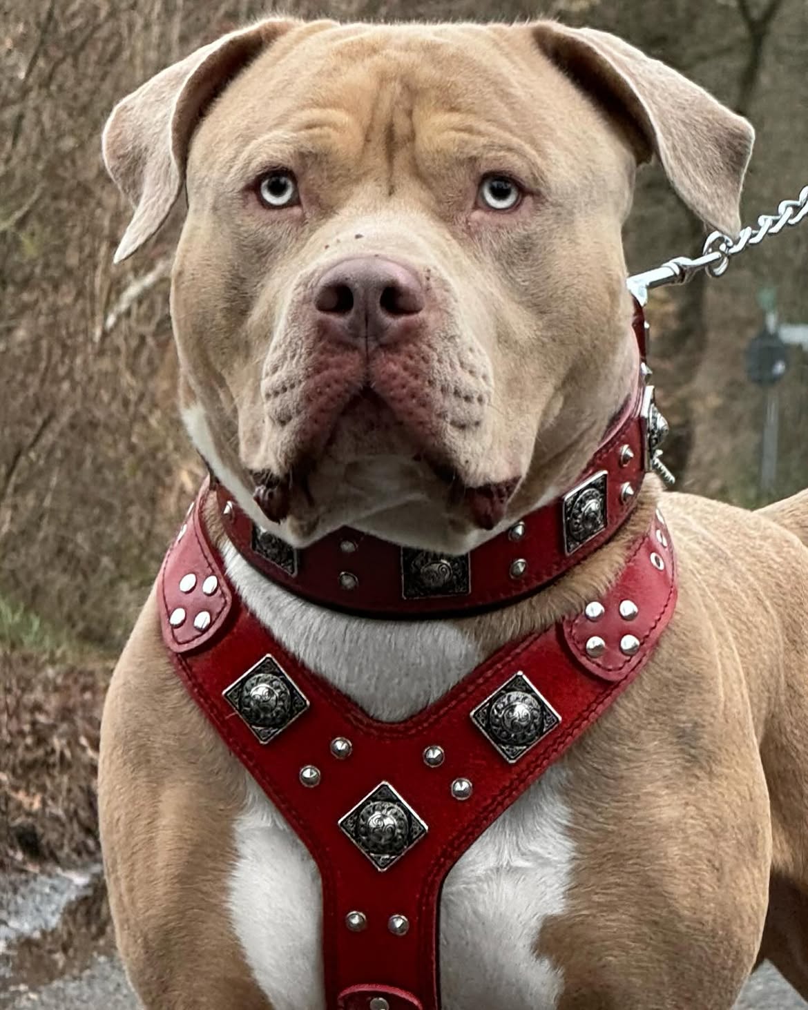 "EROS" BIG dog SET- Harness - collar - lead. Red-2