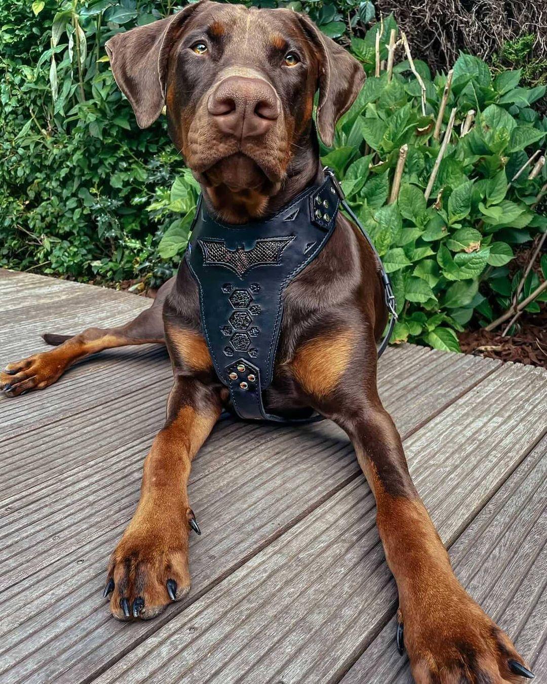 ''BATDOG'' HARNESS-2