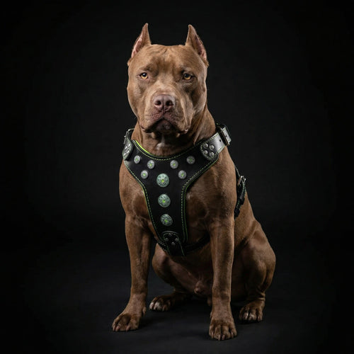 ''Bijou'' harness Black & Green for big dogs-1