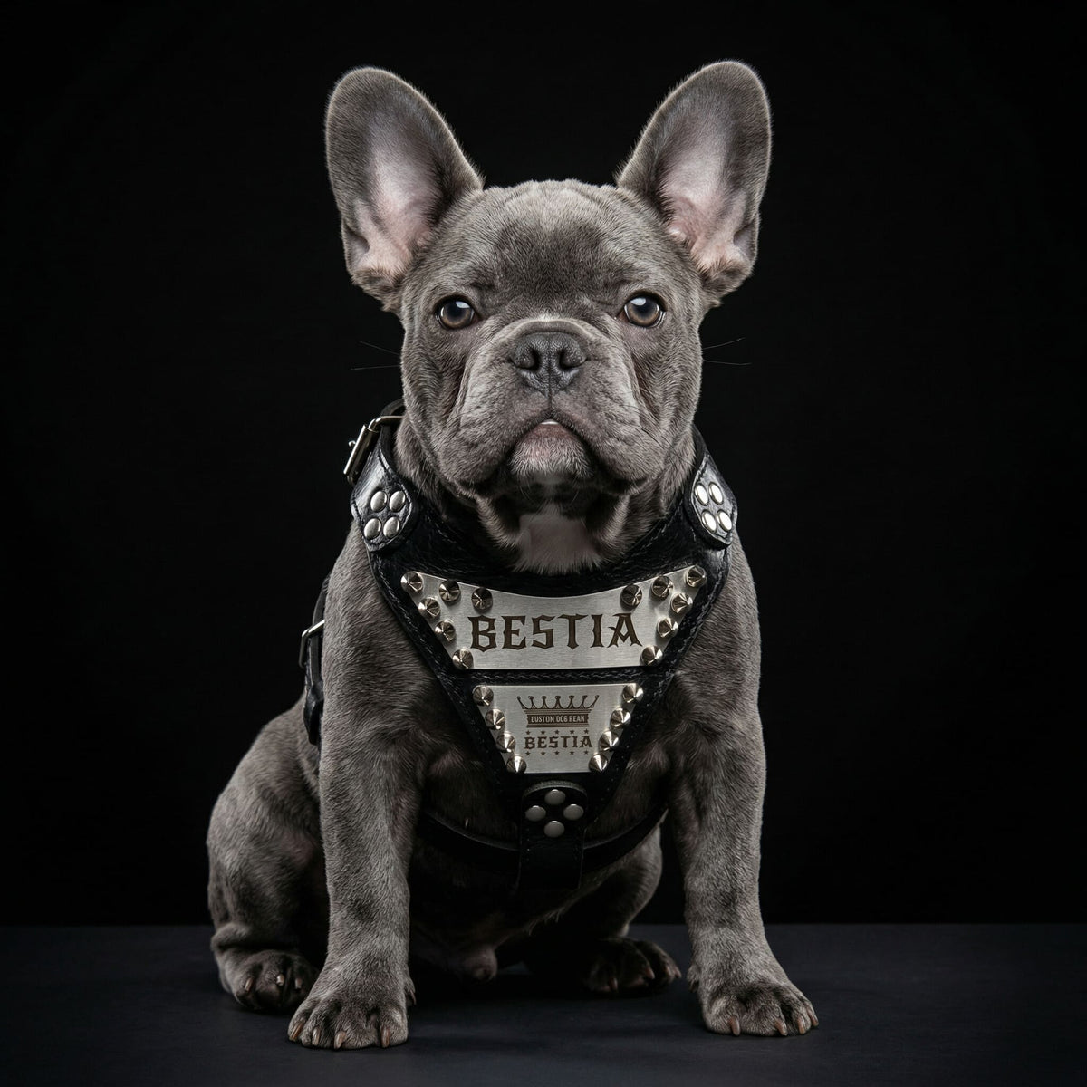 The "Metal" harness small to medium size - Personalized-1