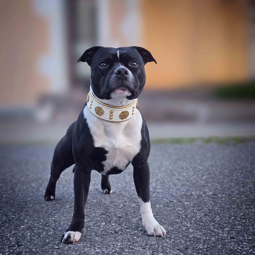 The "Maximus" collar 2 inch wide white & gold