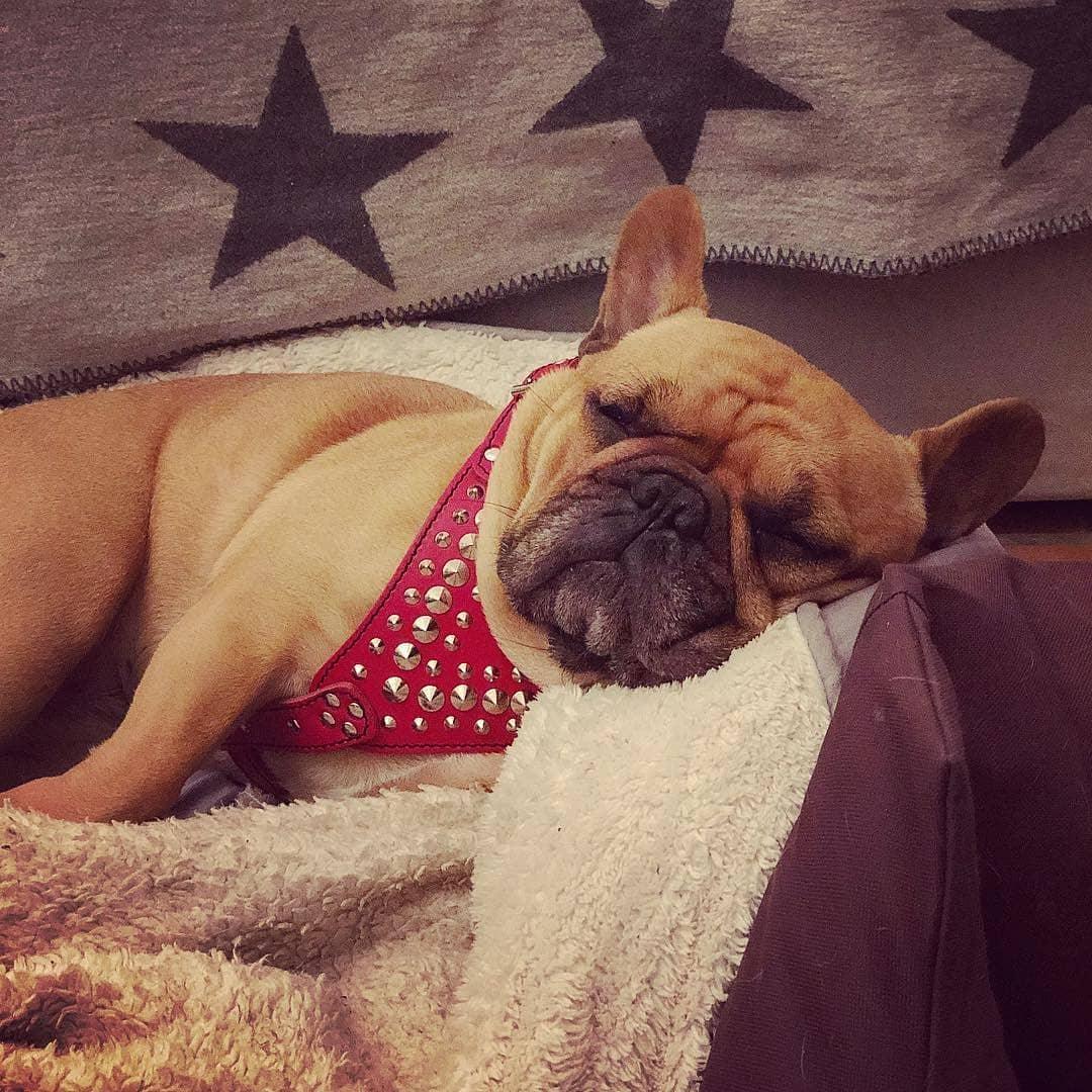 ''Star'' Harness Small to Medium size-2