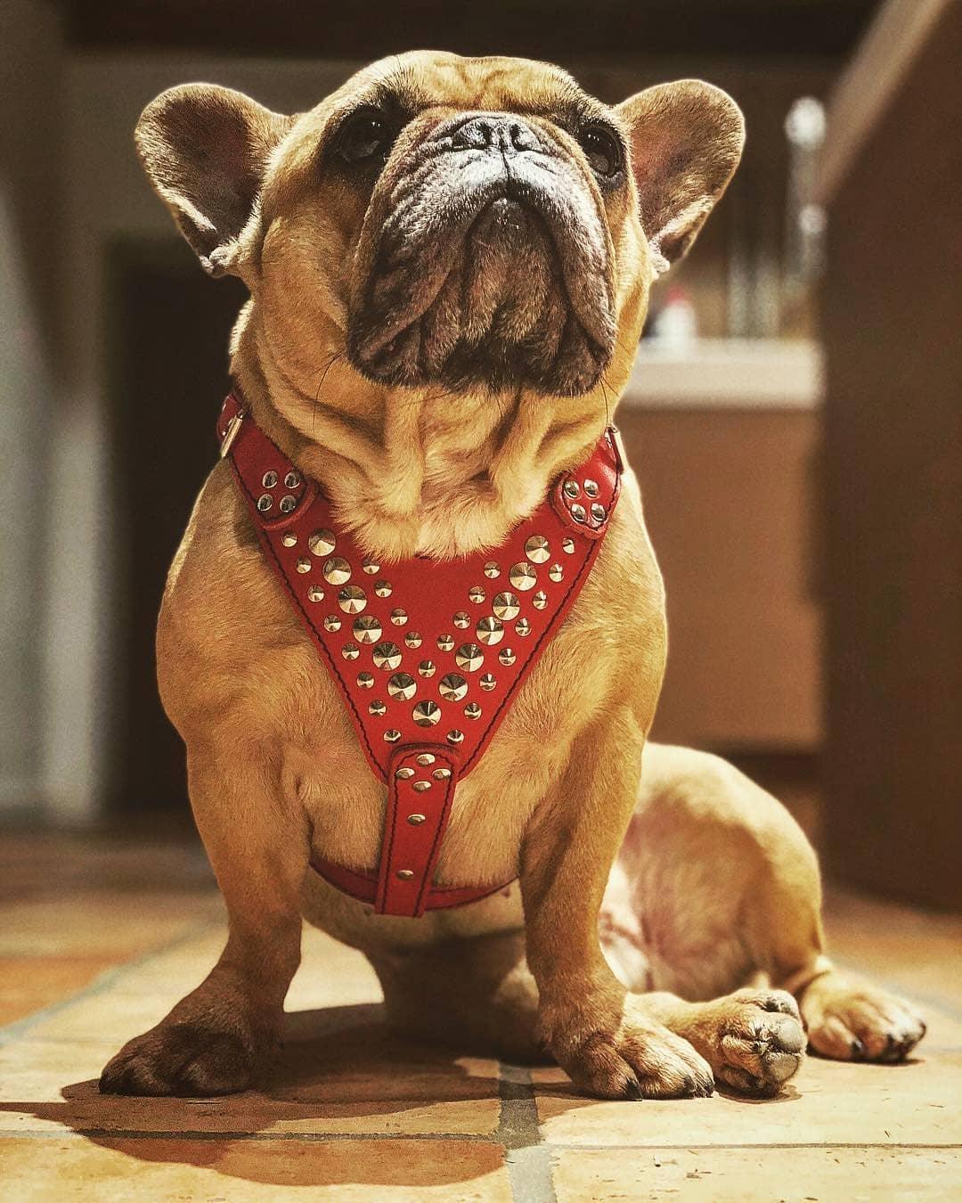 ''Star'' Harness Small to Medium size-3