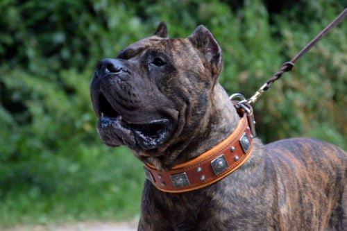 The "Eros" collar 2.5 inch wide Brown-3