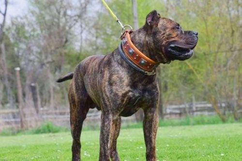 The "Eros" collar 2.5 inch wide Brown-4