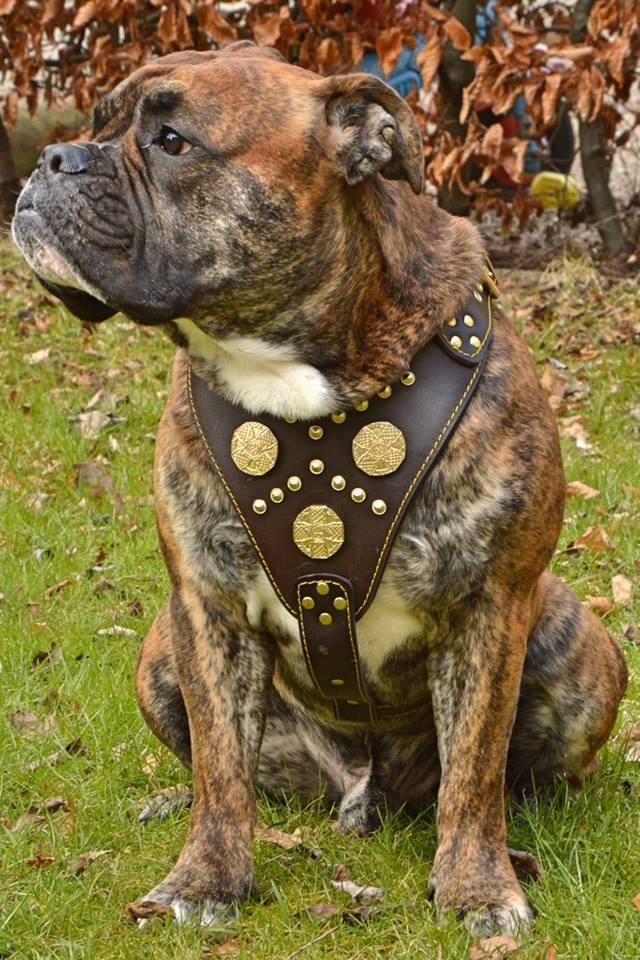 The "Maximus" brown harness-3